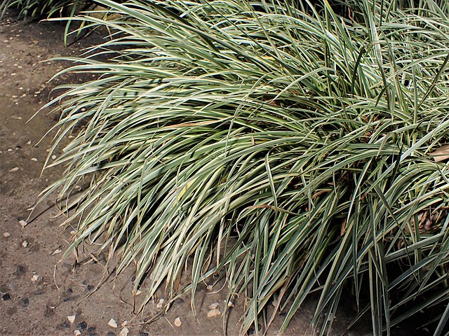 Marginal Pond Plant - (Potted 1 Litre) ~ Dwarf Variegated Sweet Rush - Acorus Gramineus Variegatus