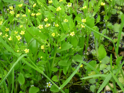 Marginal Pond Plant - (Potted 1 Litre) ~ Giant Spearwort - Ranunculus Lingua