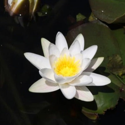 Mature WaterLily - (3 Litre) - Alba (Native) - L