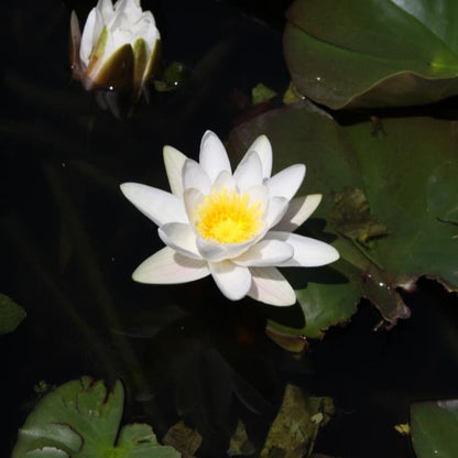 Miniature Waterlily - (1 Litre) - Pygmaea Alba - S