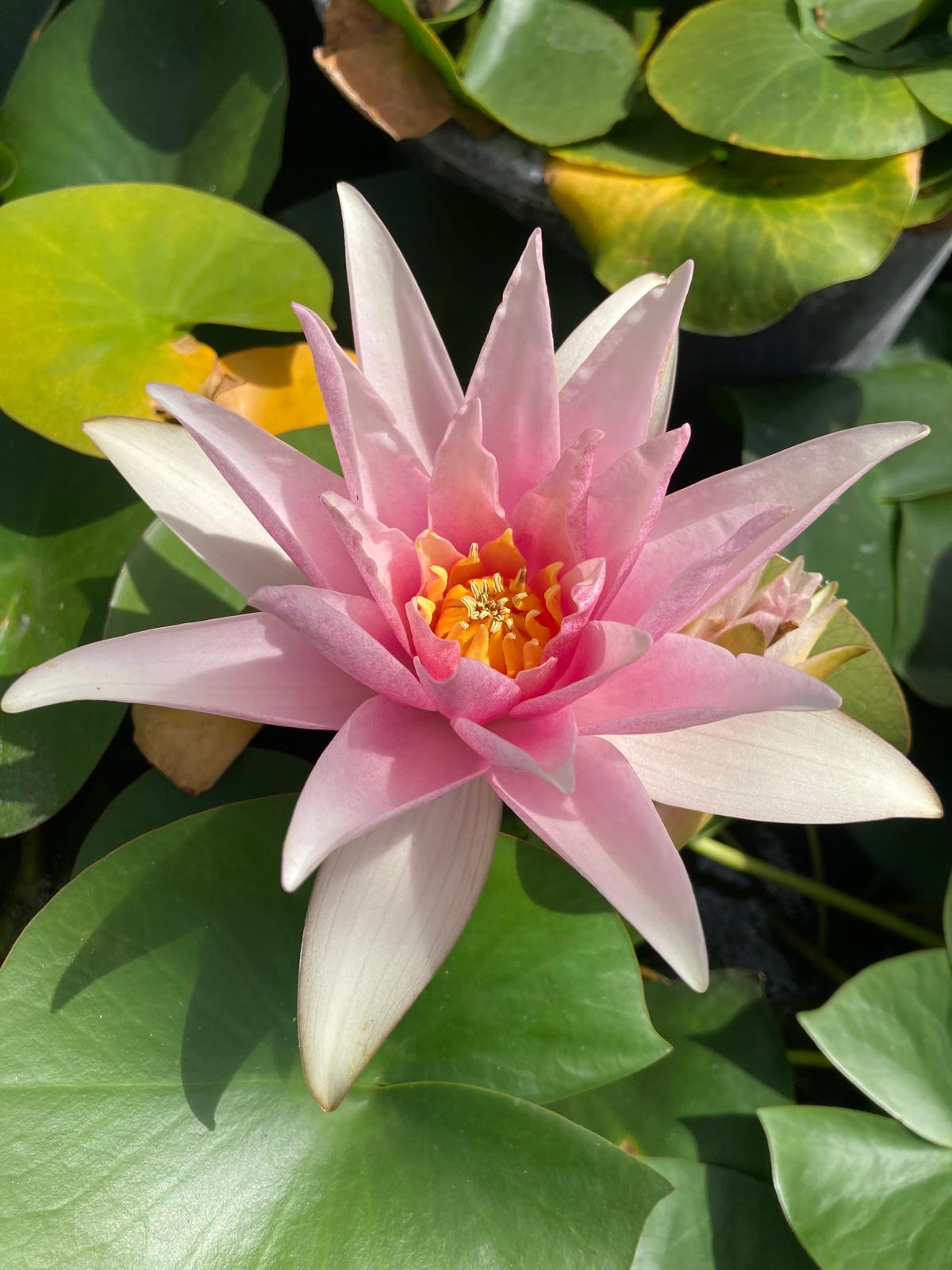 Mature WaterLily - (3 Litre) - Amabilis - L