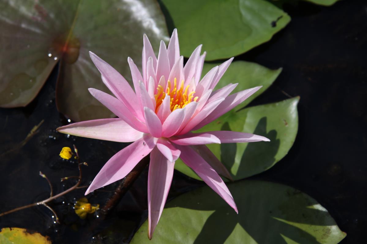 Mature WaterLily - (3 Litre) - American Star - M/S