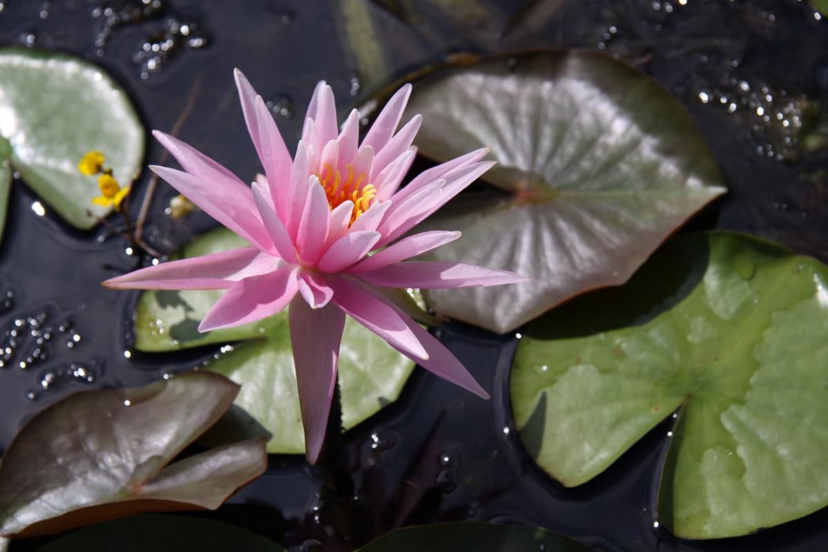 Mature WaterLily - (3 Litre) - American Star - M/S