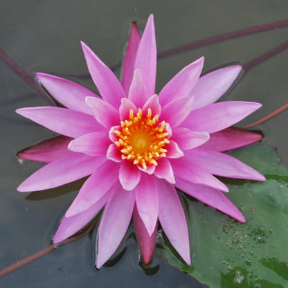 Mature WaterLily - (3 Litre) - American Star - M/S