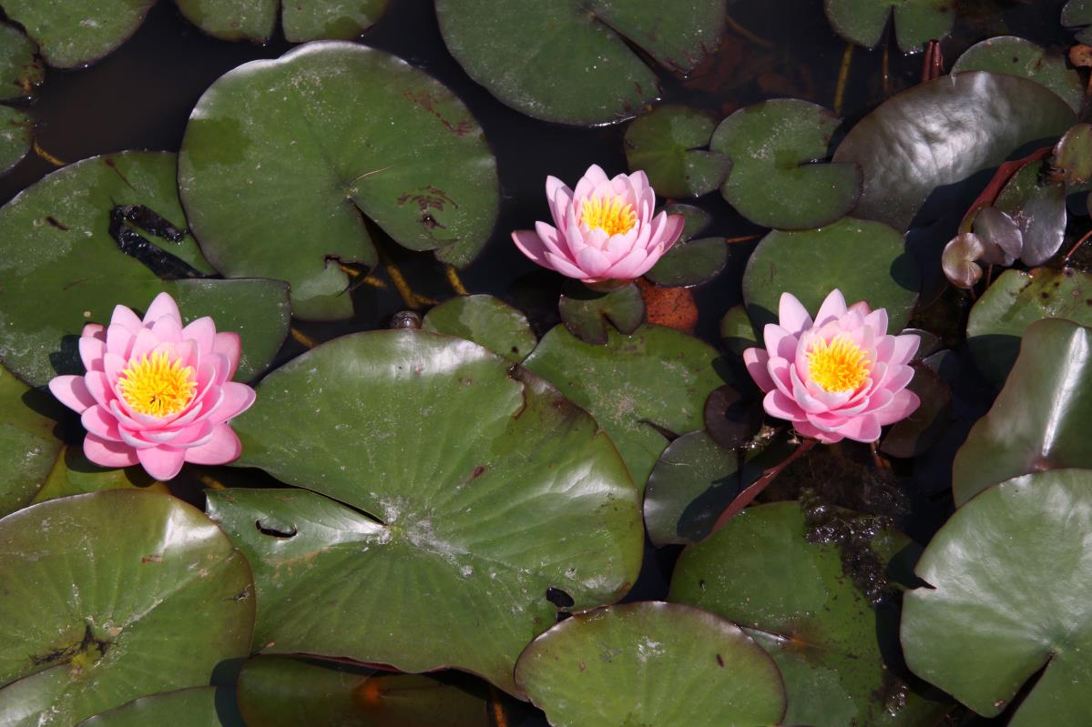 Rare Mature WaterLily - (3 Litre) - Anna Epple - M