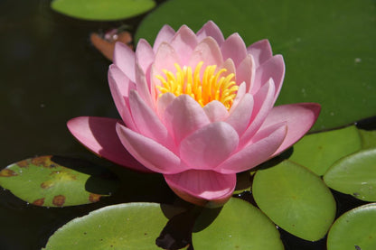 Rare Mature WaterLily - (3 Litre) - Anna Epple - M