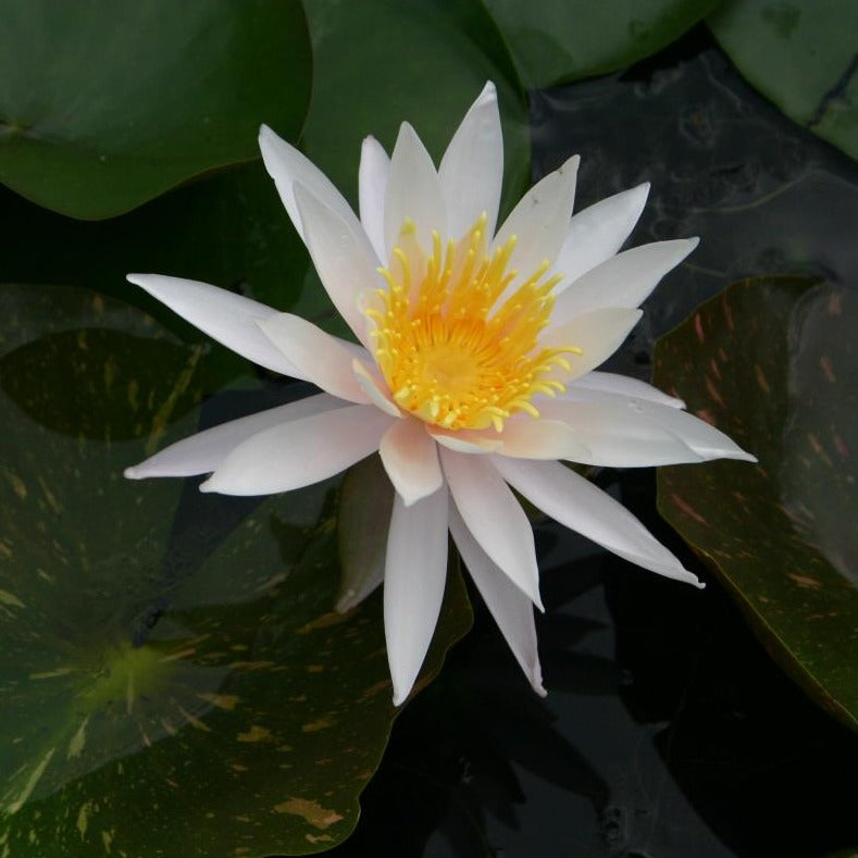 Mature WaterLily - (3 Litre) - Arc En Ciel - M