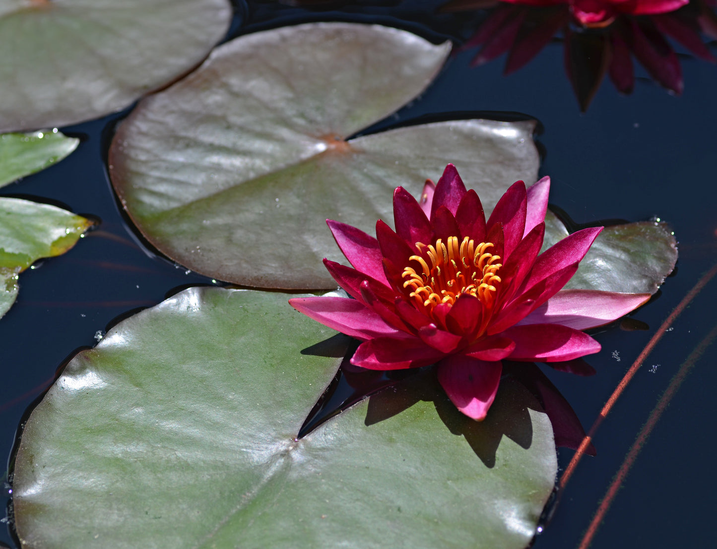 Mature WaterLily - (3 Litre) - Atropurpurea - M