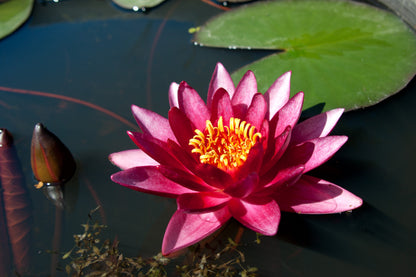 Mature WaterLily - (3 Litre) - Atropurpurea - M