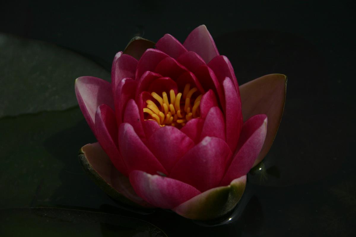 Mature WaterLily - (3 Litre) - Attraction - L/M