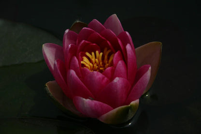 Mature WaterLily - (3 Litre) - Attraction - L/M