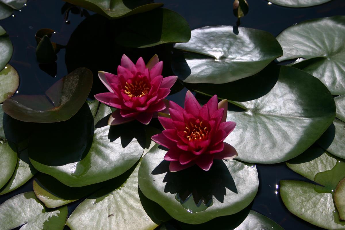 Mature WaterLily - (3 Litre) - Attraction - L/M