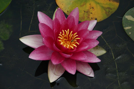 Mature WaterLily - (3 Litre) - Attraction - L/M