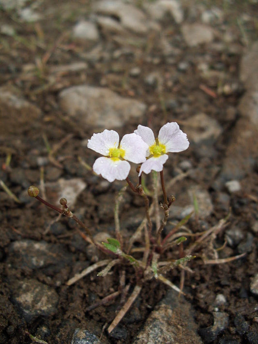 Marginal Pond Plant - (Potted 1 Litre) ~ Lesser Water Plantain - Baldellia ranunculoides