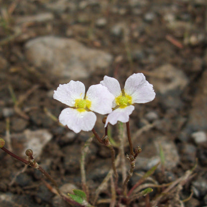 Marginal Pond Plant - (Potted 1 Litre) ~ Lesser Water Plantain - Baldellia ranunculoides