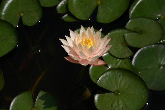 Mature WaterLily - (3 Litre) - Barbara Dobbins - L/M