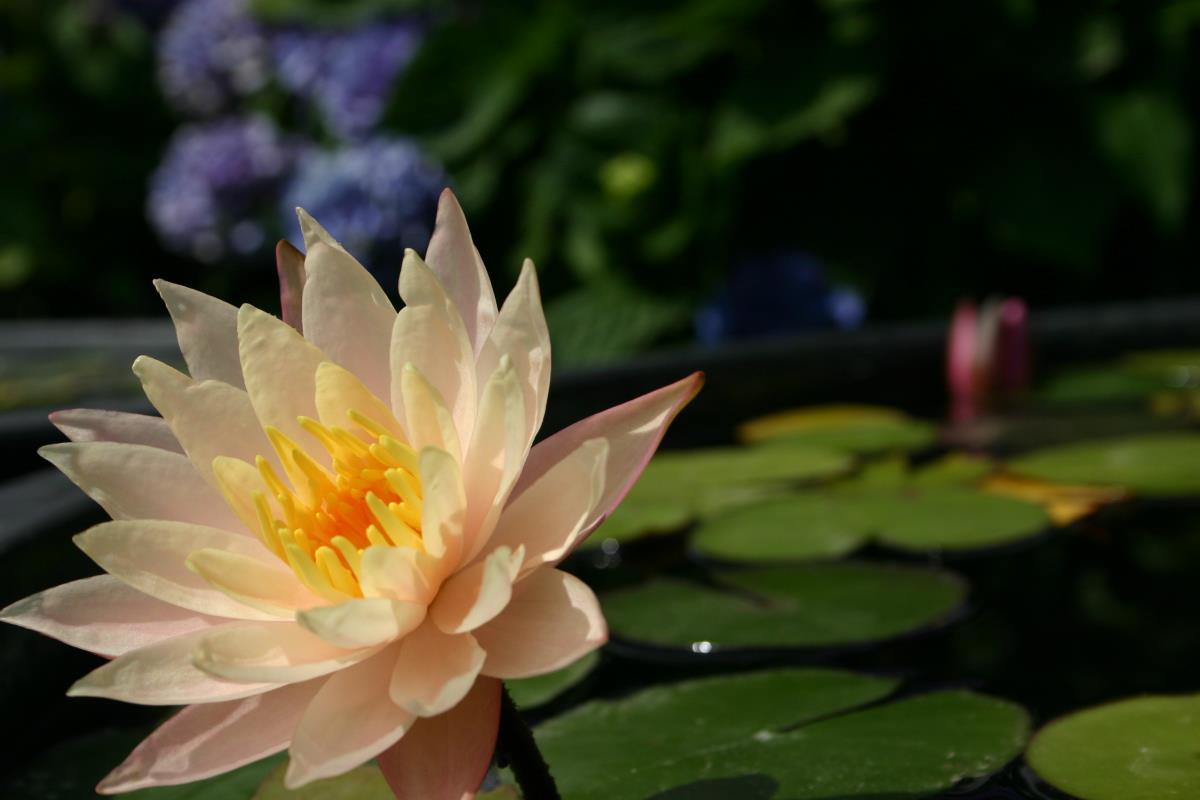 Mature WaterLily - (3 Litre) - Barbara Dobbins - L/M