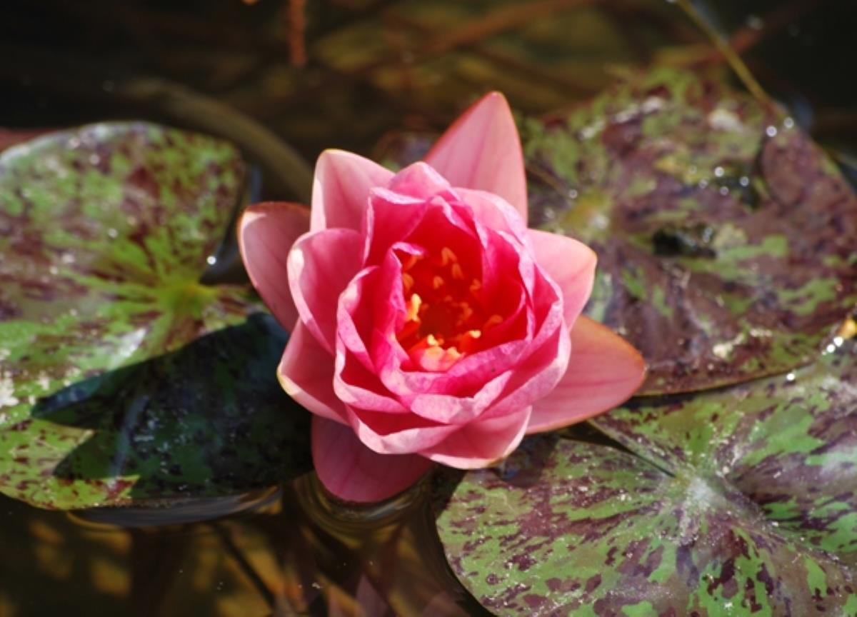 Rare Mature WaterLily - (3 Litre) - Berit Strawn - S