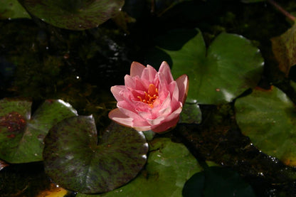 Rare Mature WaterLily - (3 Litre) - Berit Strawn - S