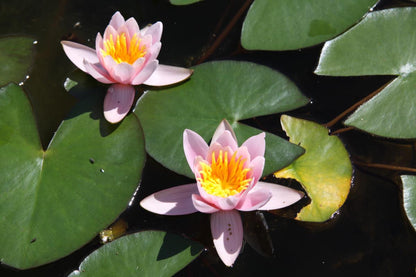 Rare Mature WaterLily - (3 Litre) - Berthold - S