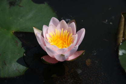 Rare Mature WaterLily - (3 Litre) - Berthold - S