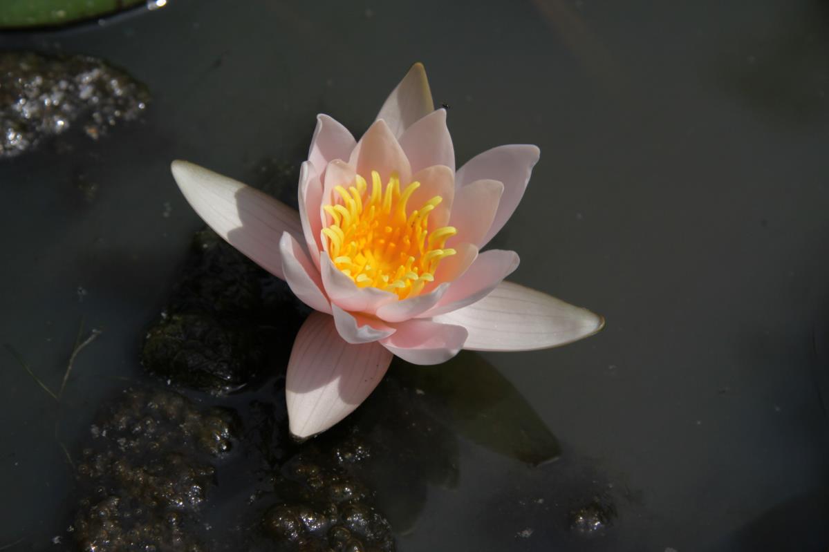 Rare Mature WaterLily - (3 Litre) - Berthold - S