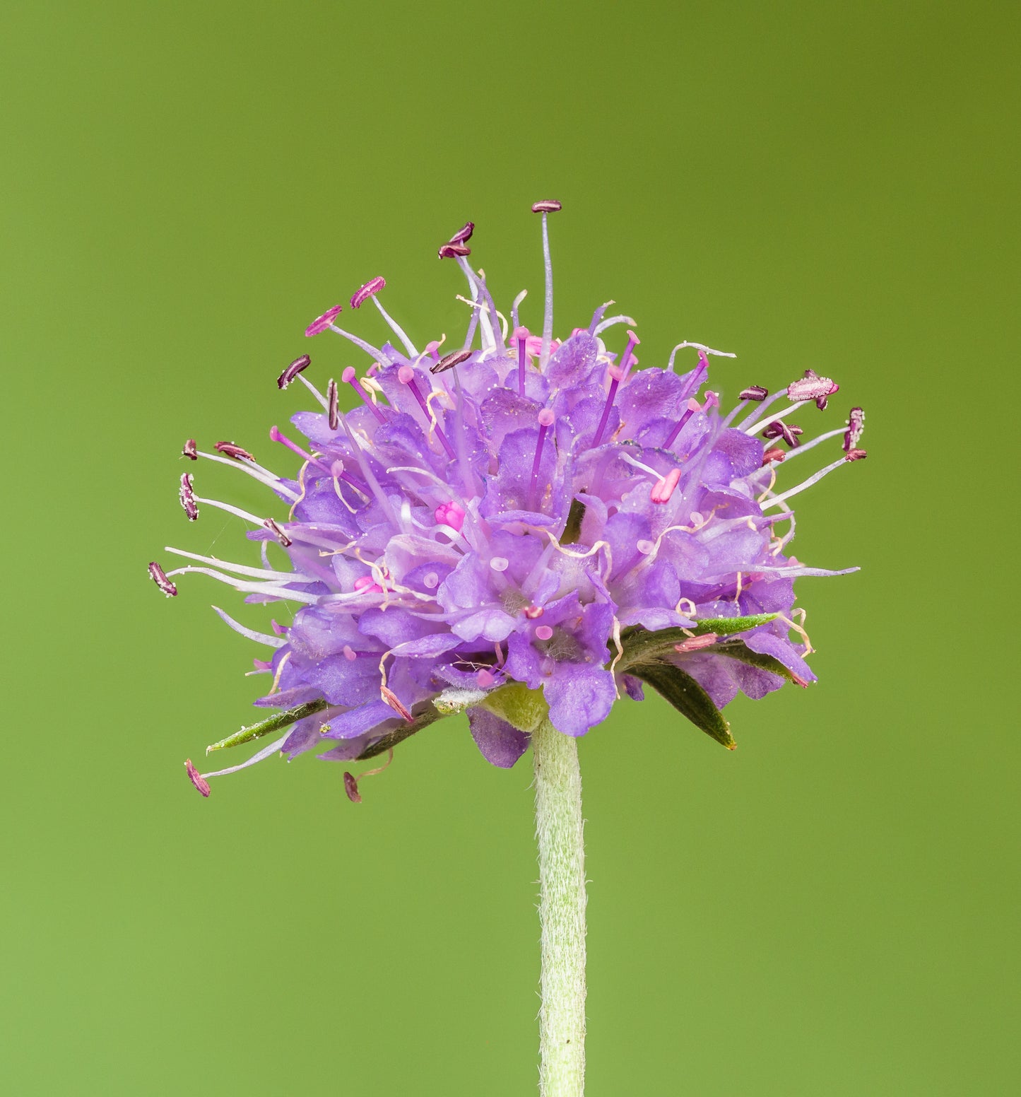 Marginal Pond Plant - (Potted 1 Litre) ~ Devil's-Bit Scabious - Succisa Pratensis