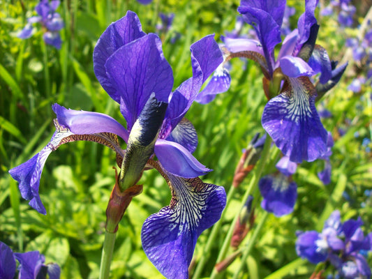 Marginal Pond Plant - (Potted 1 Litre) ~ Blue Siberian Iris - Iris Sibirica Blue