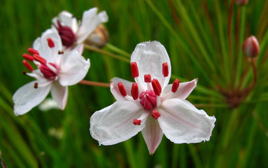 Marginal Pond Plant - (Potted 1 Litre) ~ Flowering Rush - Butomus Umbellatus