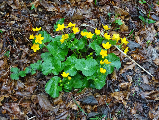 Marginal Pond Plant - (Potted 1 Litre) ~ Giant King Cup - Caltha Polypetala