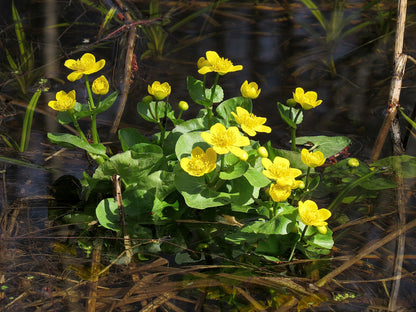 Marginal Pond Plant - (Potted 1 Litre) ~ Marsh Marigold - Caltha Palustris