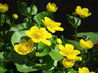 Marginal Pond Plant - (Potted 1 Litre) ~ Marsh Marigold - Caltha Palustris