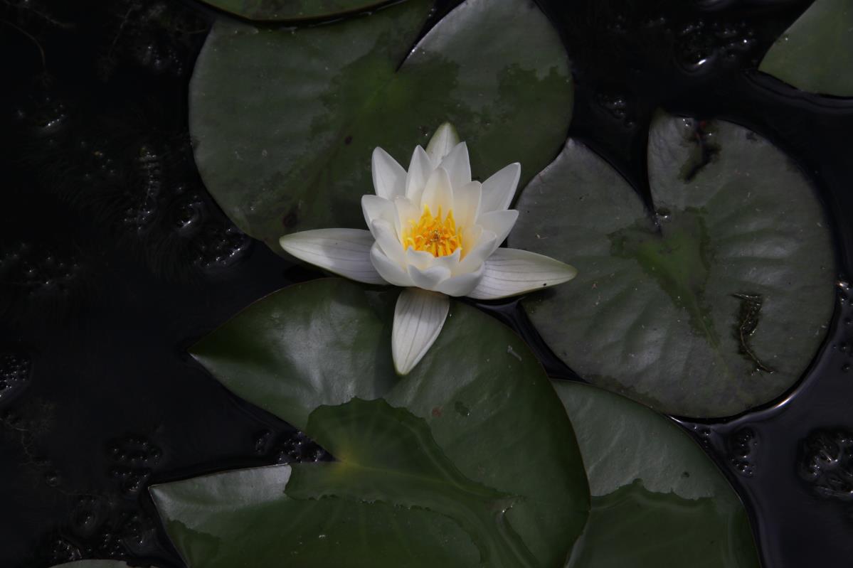 Mature WaterLily - (3 Litre) - Candida - S