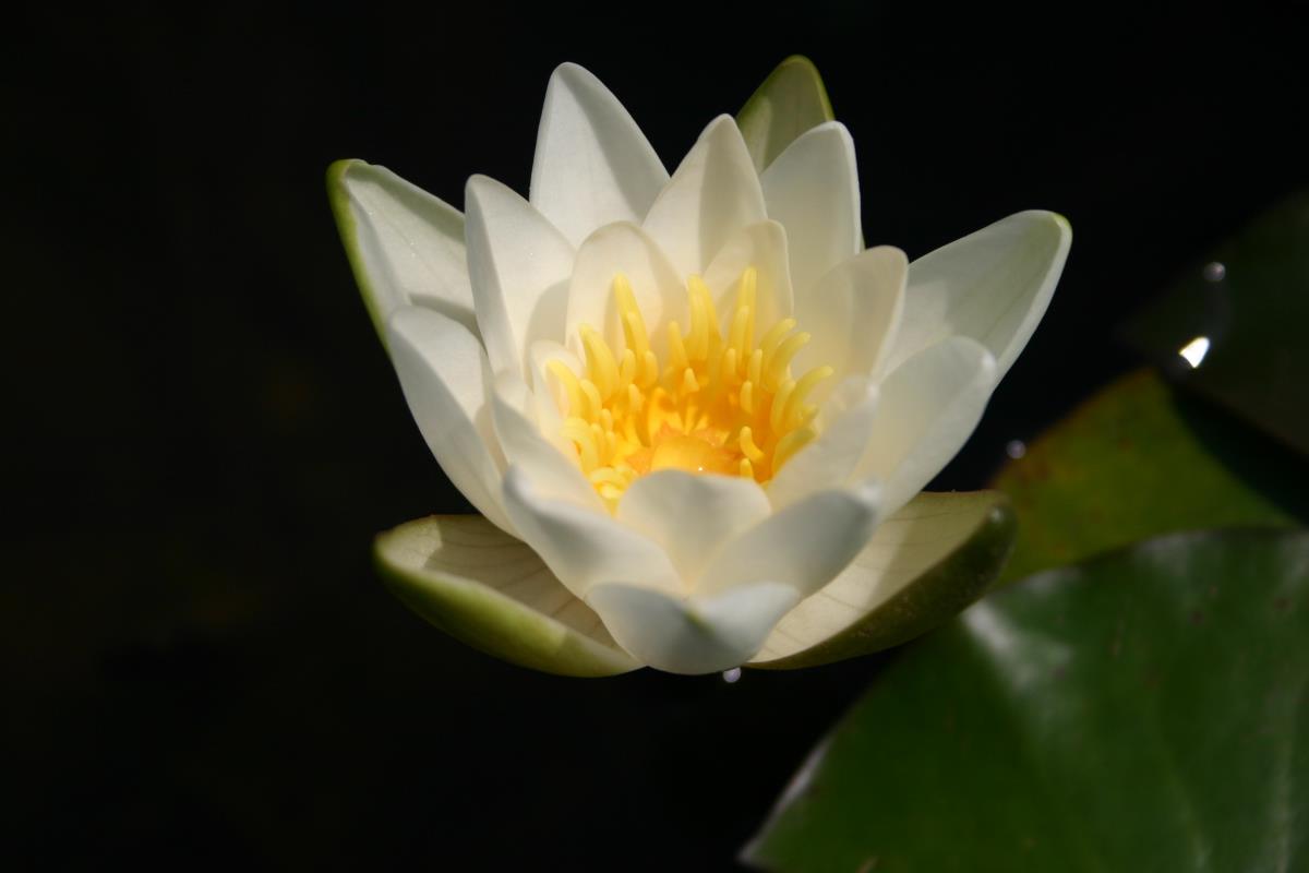 Mature WaterLily - (3 Litre) - Candida - S