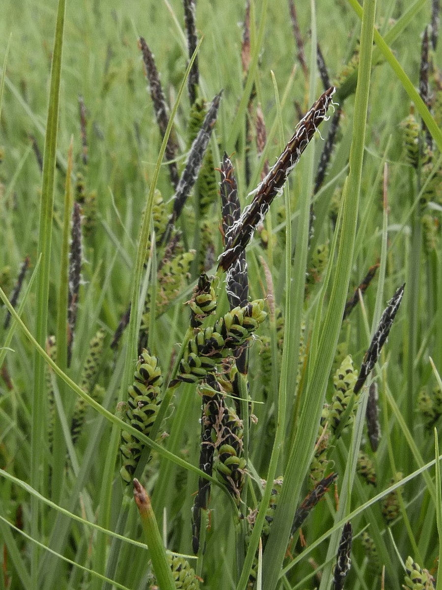 Marginal Pond Plant - (Potted 1 Litre) ~ Black Sedge - Carex Nigra