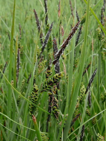 Marginal Pond Plant - (Potted 1 Litre) ~ Black Sedge - Carex Nigra