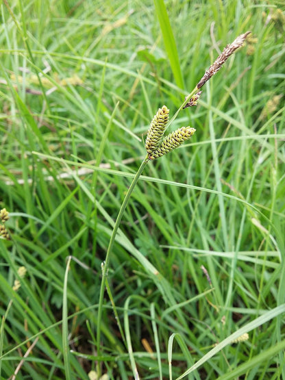 Marginal Pond Plant - (Potted 1 Litre) ~ Black Sedge - Carex Nigra