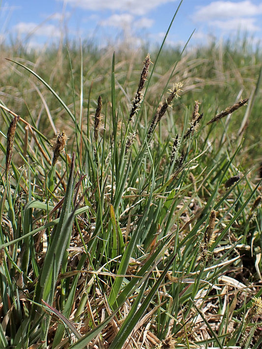 Marginal Pond Plant - (Potted 1 Litre) ~ Carnation Sedge - Carex Panicea