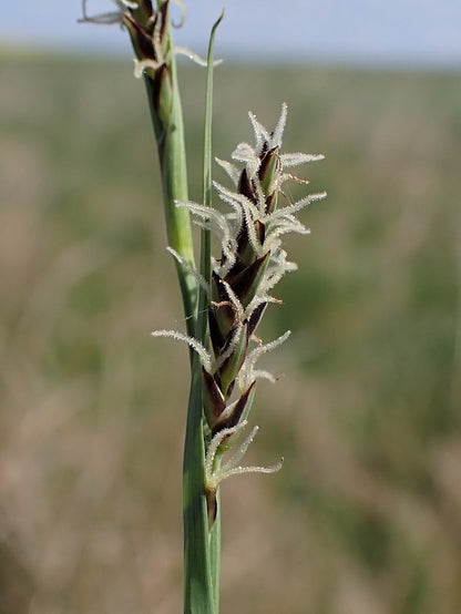 Marginal Pond Plant - (Potted 1 Litre) ~ Carnation Sedge - Carex Panicea