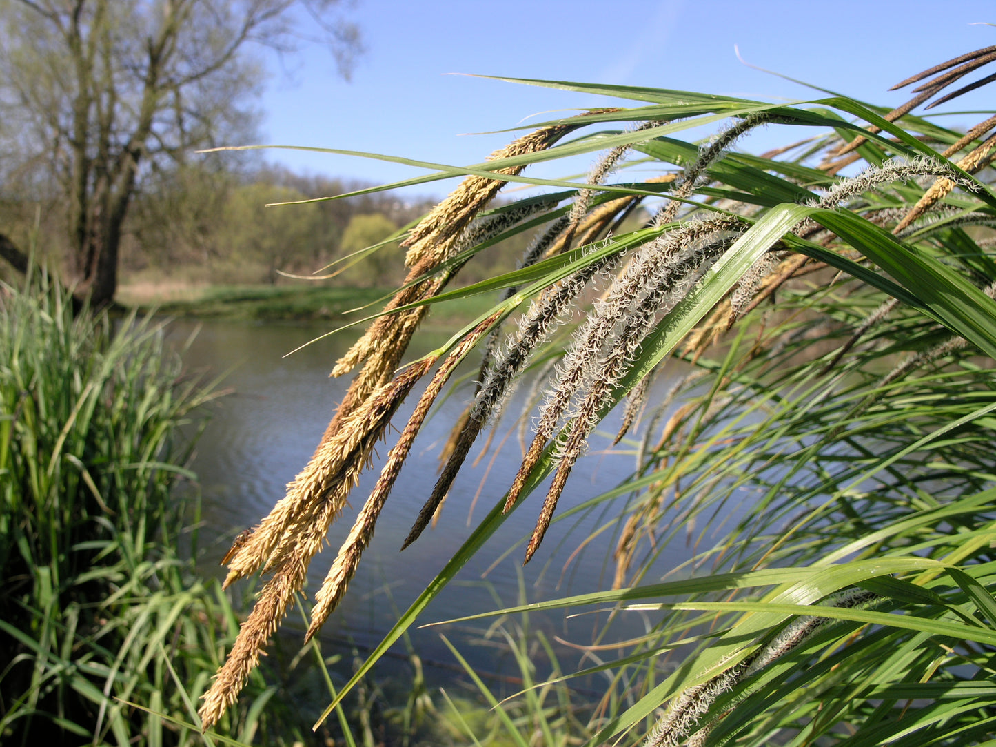 Marginal Pond Plant - (Potted 1 Litre) ~ Cyprus Sedge - Carex Pseudocyperus