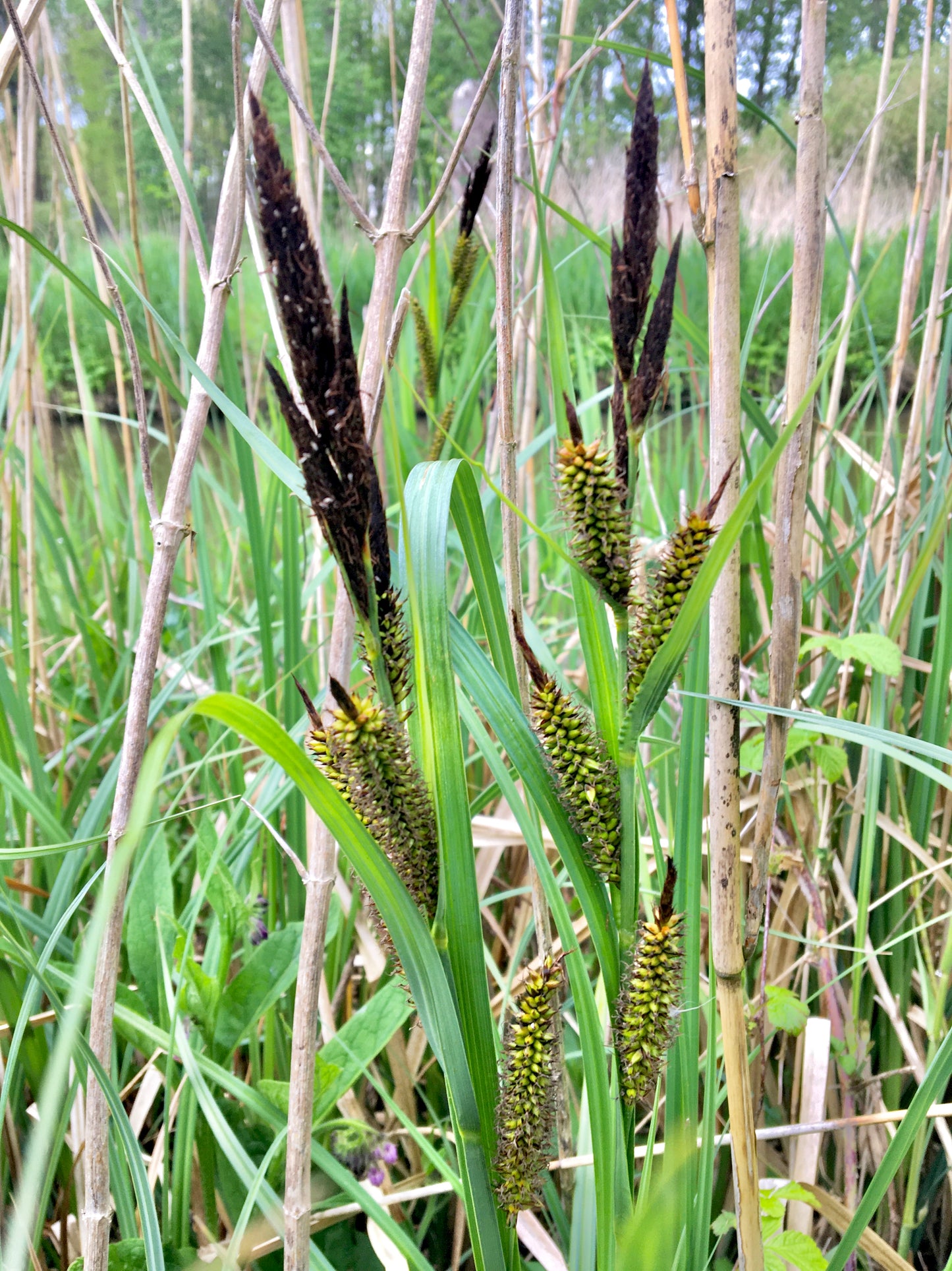 Marginal Pond Plant - (Potted 1 Litre) ~ Greater Pond Sedge - Carex Riparia