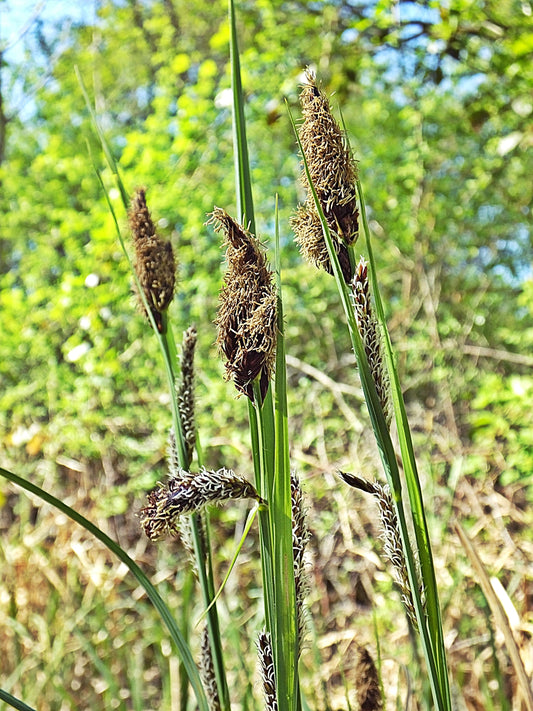 Marginal Pond Plant - (Potted 1 Litre) ~ Greater Pond Sedge - Carex Riparia