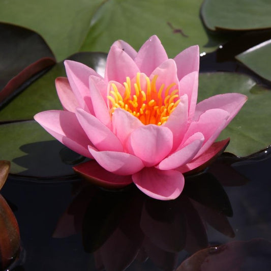 Rare Mature WaterLily - (3 Litre) - Caroliniana Rosea - M