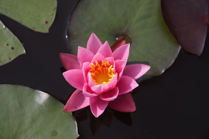 Rare Mature WaterLily - (3 Litre) - Caroliniana Rosea - M