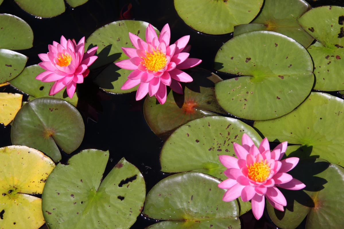 Mature WaterLily - (3 Litre) - Celebration - M