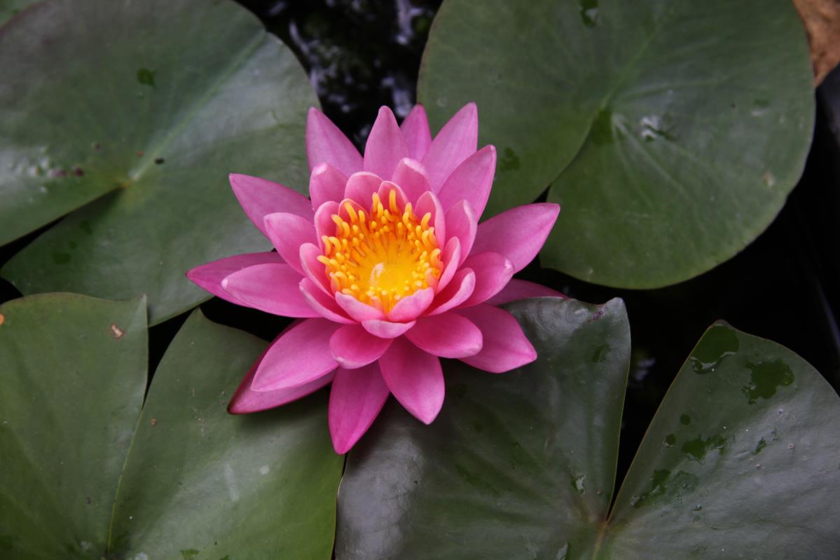 Mature WaterLily - (3 Litre) - Celebration - M