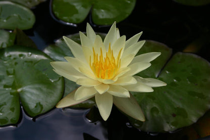 Rare Mature WaterLily - (3 Litre) - Charlene Strawn - S