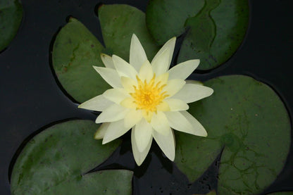 Rare Mature WaterLily - (3 Litre) - Charlene Strawn - S