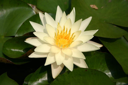 Rare Mature WaterLily - (3 Litre) - Charlene Strawn - S