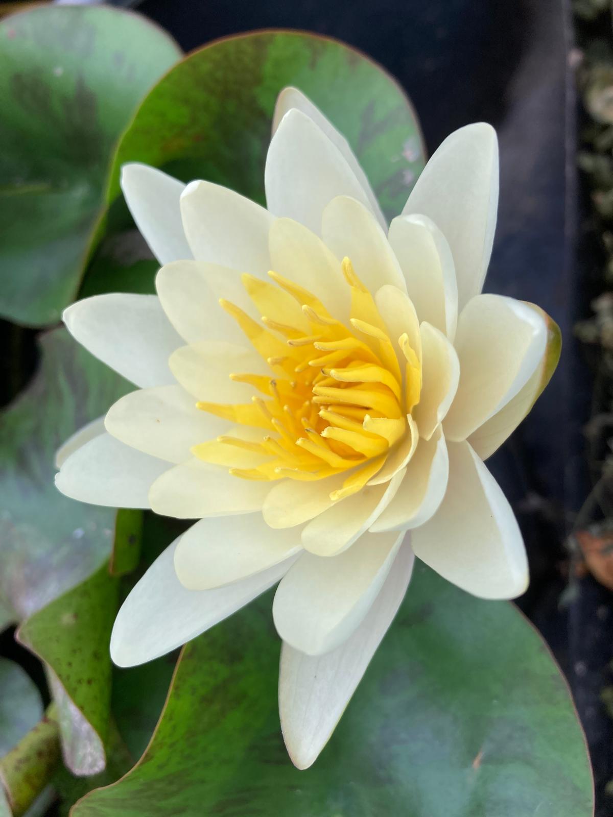 Mature WaterLily - (3 Litre) - Marliacea Chromatella - L/M